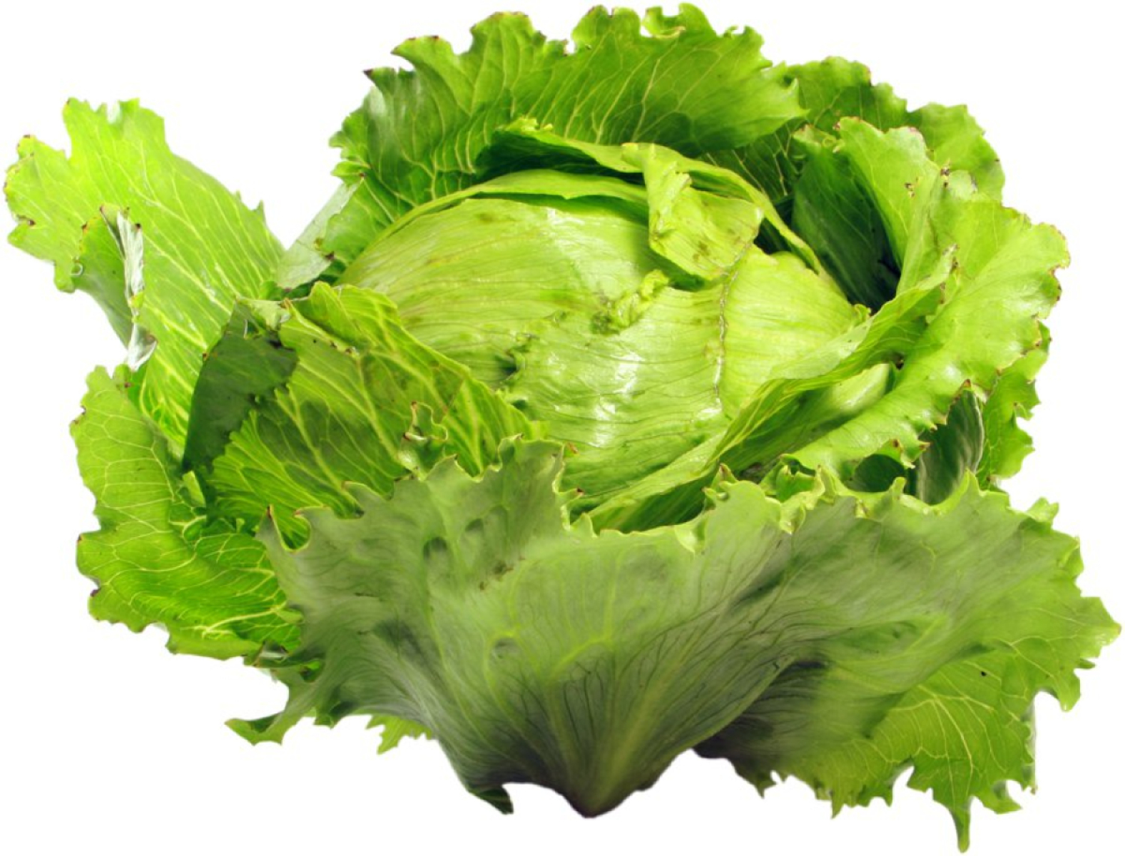 Salat "Eisberg"