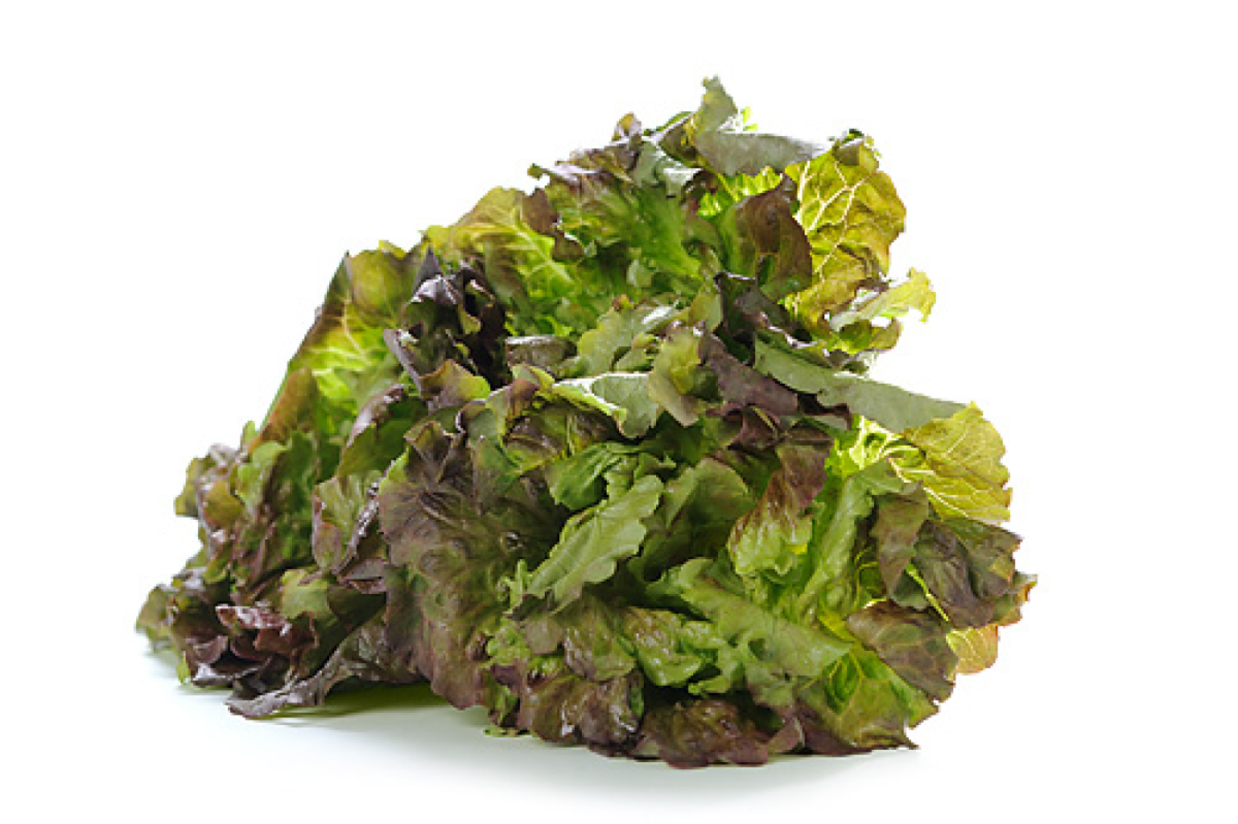 Salat "Batavia rot"