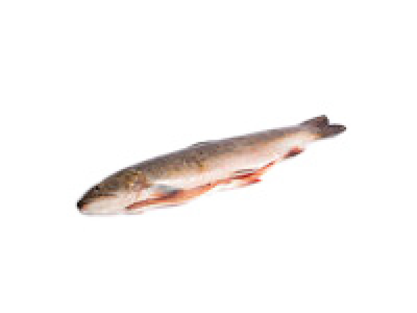 Saibling frisch 2 Stück (ca.1,2 kg)