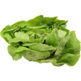 Salat "Kopfsalat, grün"