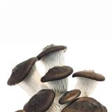 Pilz "Black Pearl"