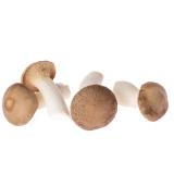 Mini Kräuterseitlinge