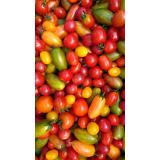 Mini-Tomaten Mix bunt