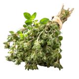 Oregano