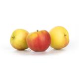Apfel "Sansanera"