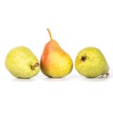 Birne "Guyot"