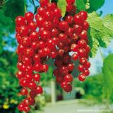 Johannisbeeren, rot 250 g
