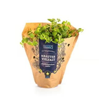 Kräutertopf Oregano