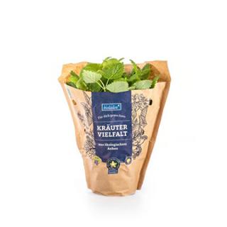 Kräutertopf Zitronenmelisse