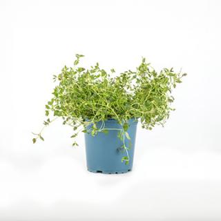 Kräutertopf Thymian