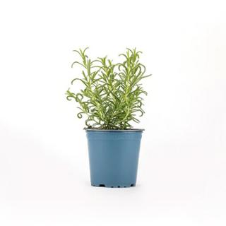 Kräutertopf Rosmarin