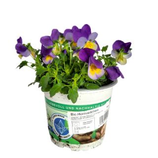 Hornveilchen (Viola cornuta)