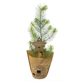 Tisch-Weihnachtsbäumchen