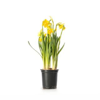 Narzissen (Narcissus)