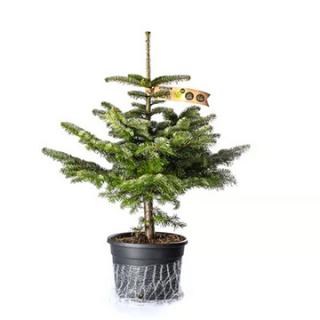 Nordmann Tanne 80-90 cm