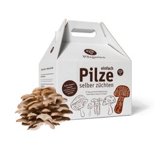 Pilzkit Kastanienseitlinge