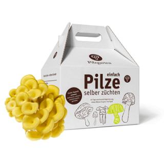 Pilzkit Limonenseitlinge