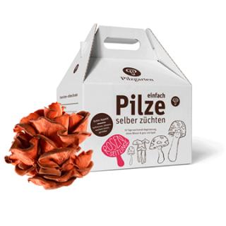 Pilzkit Rosenseitlinge
