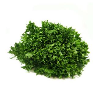 Salat "Crispy, grün"