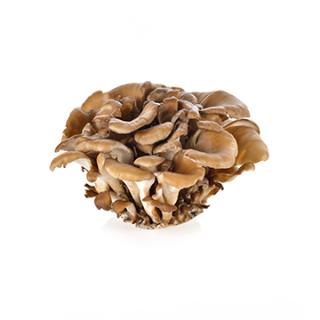 Maitake