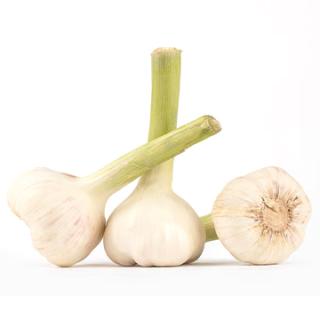 Knoblauchbunde frisch