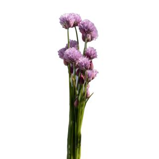 Schnittlauchblüten (20 Stück)