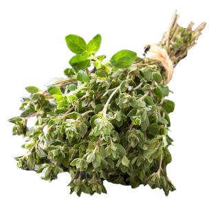 Oregano