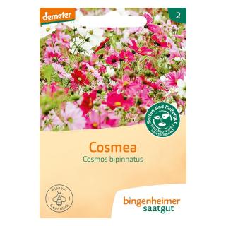 Saat Cosmea