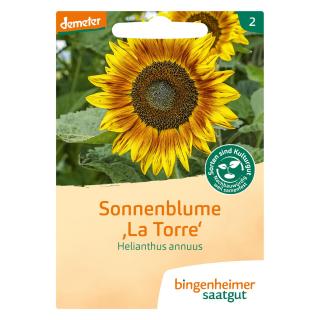 Saat Sonnenblume "La Torre"