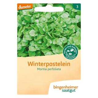 Saat Winterpostelein