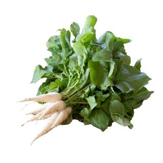 Eiszapfen Radieschen, Bund