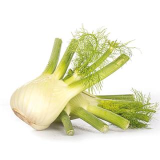 Fenchel