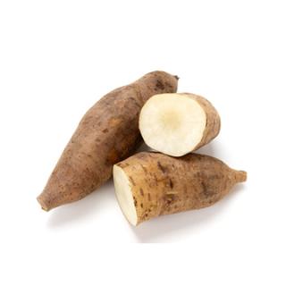 Yacon Wurzel