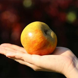 Apfel "Ribston Pepping"