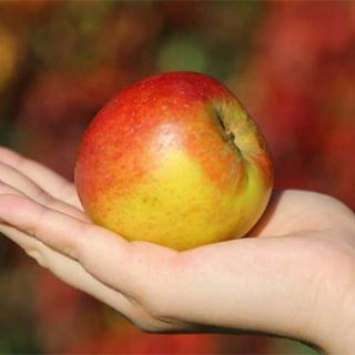Apfel "Alkmene"