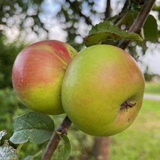 Apfel "Elise"