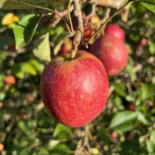 Apfel "Französische Renette"