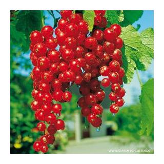 Johannisbeeren, rot 250 g