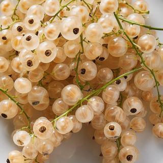 Johannisbeeren, weiß