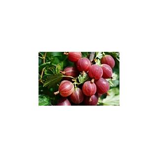Stachelbeeren, rot