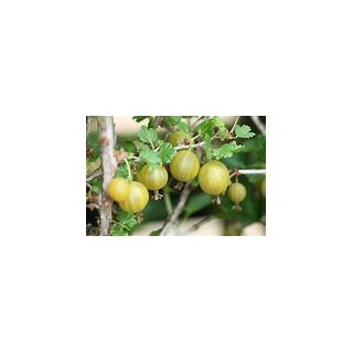 Stachelbeeren, grün