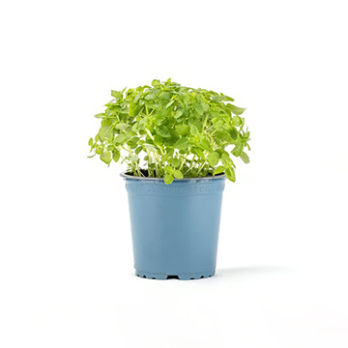 Kräutertopf Buschbasilikum