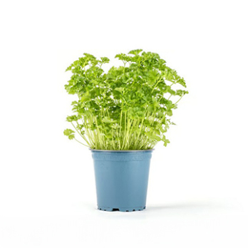Kräutertopf Petersilie kraus