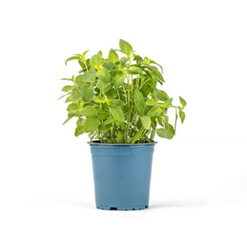 Kräutertopf Thai-Basilikum