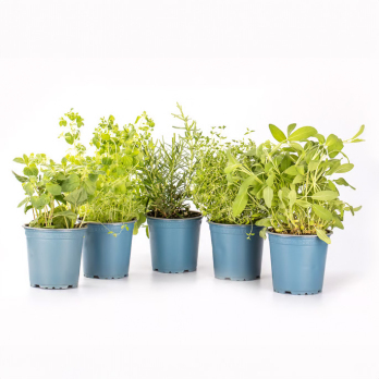 Kräutertopf Mix Set "mediterran"