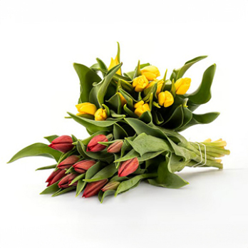 Tulpenstrauß div. Farben