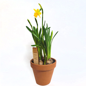 Narzissen gelb im Tontopf