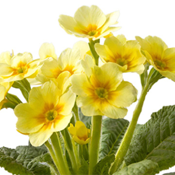 Primeln (Primula acaulis)