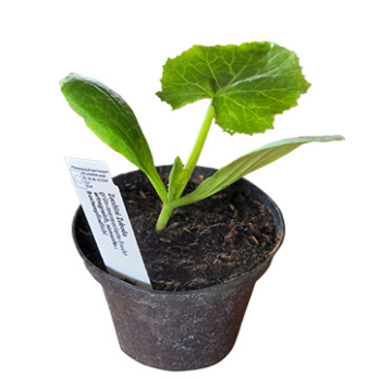 Jungpflanze Zucchini "Cocozelle von Tripolis"