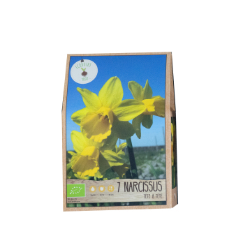 Narzissen-Zwiebeln (Narcissus)